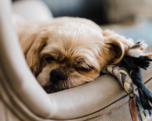 virus da cinomse em cães
