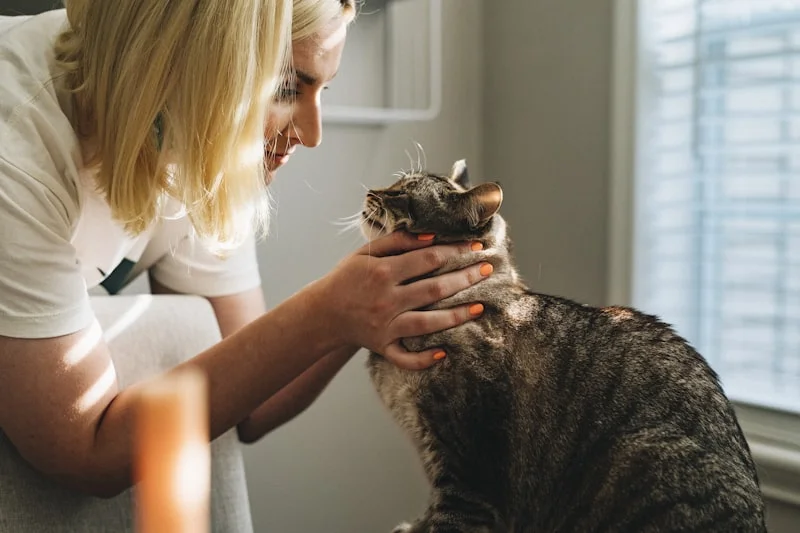 Obesidade em Cães e Gatos em Campinas - Clínica Bicho de Estimação Jardim Chapadão